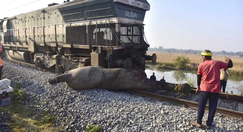 Tragédia a síneken: expresszvonat gázolt halálra hét elefántot Indiában