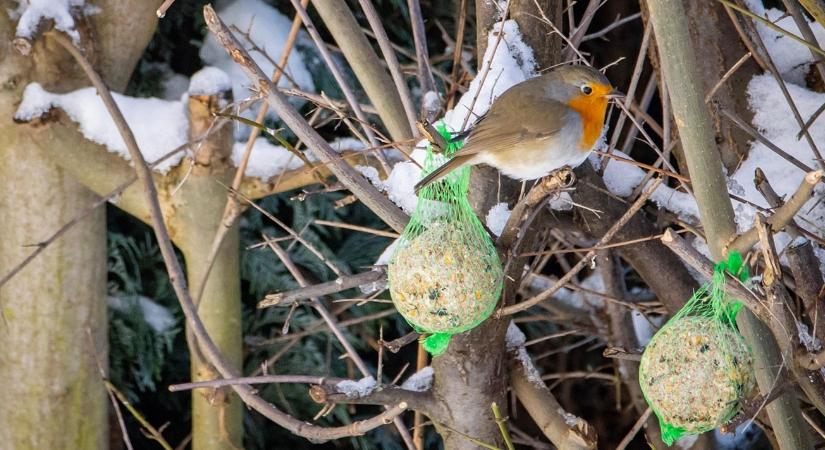 A madarak 5 kedvenc téli búvóhelye a kertben