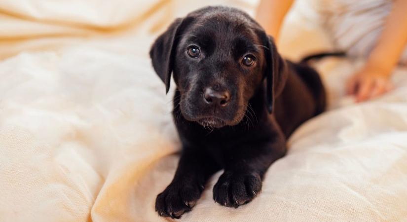 Karácsonyi rémálom: egyetlen falat szaloncukor is életveszélyt jelenthet a kutyáknak