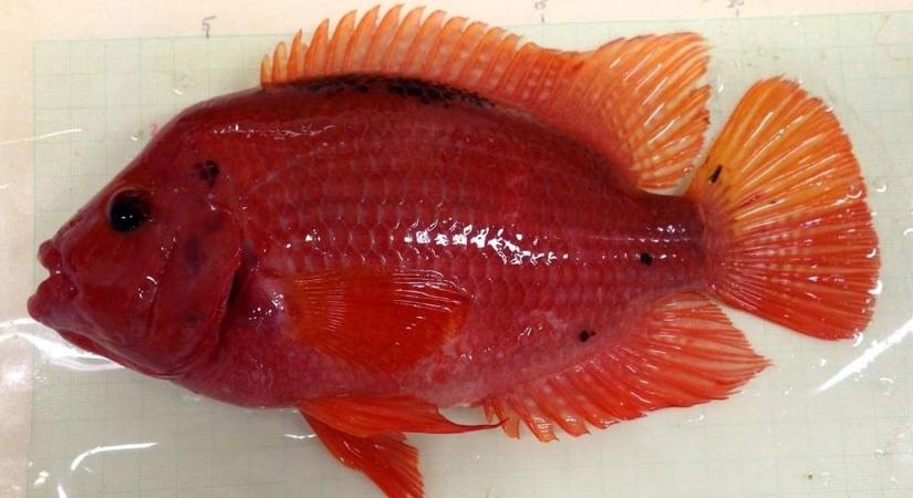 A Balaton élővilágára a legnagyobb veszélyt az idegenhonos fajok jelentik (galéria)