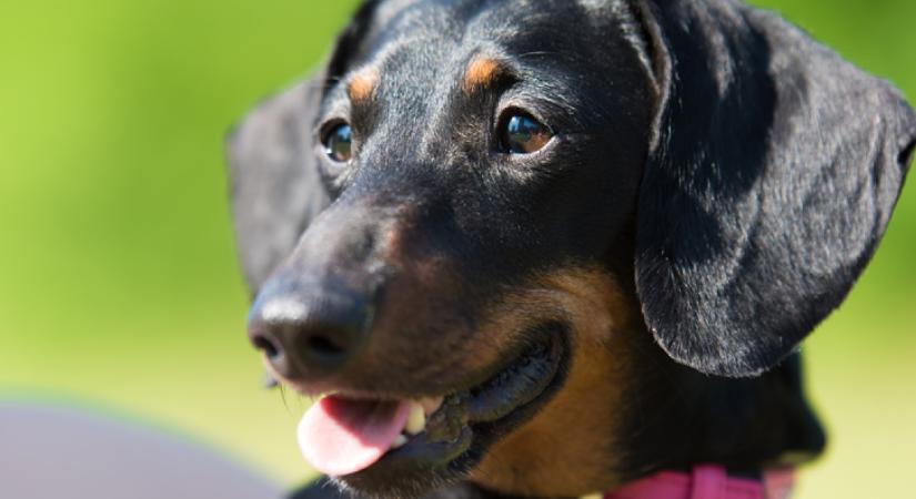 Öreg tacskó kerül a menhelyre: amit a mikrochipje elárul, milliók szívét töri össze - Fotók