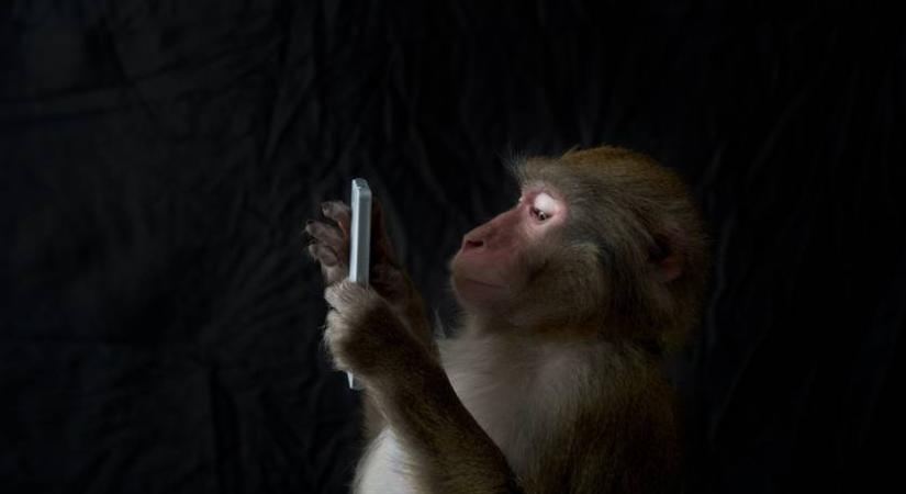 Villámkvíz: kitalálod melyik állat valós és melyik képzeteletbeli?