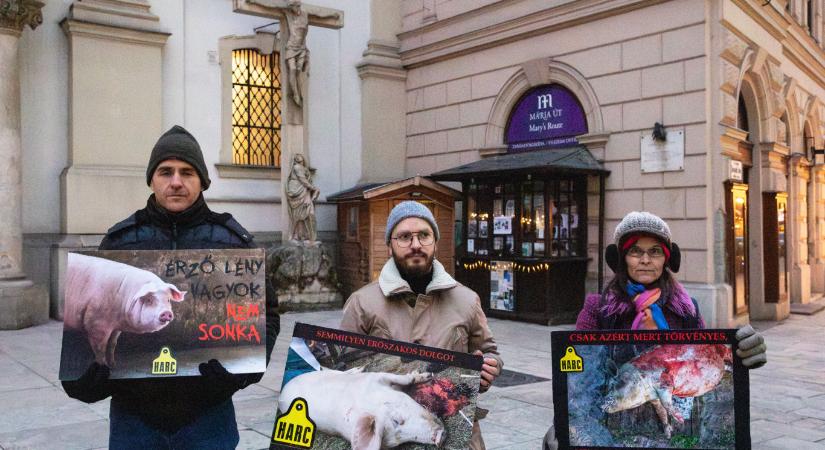 „Jézus hogyan termékenyítene meg egy tehenet?”