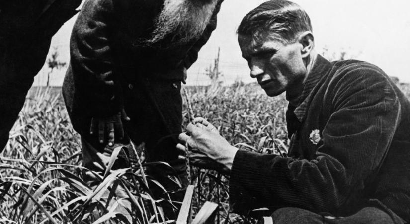 Neki köszönhetjük a magyar narancsot és gyapotot