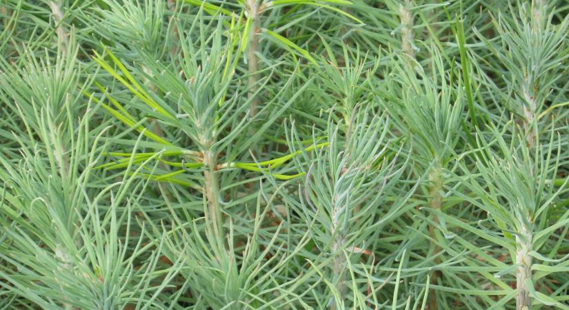 Nem mindennapi helyszínt választottak ennek a karácsonyfának Észak-Macedóniában