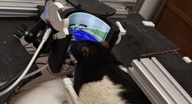 Visszatértek a DOOM-ozó patkányok, lőni is megtanultak