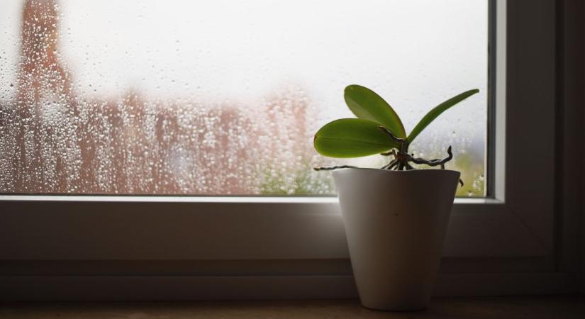 Borús, párás hétfő, helyenként csapadékkal