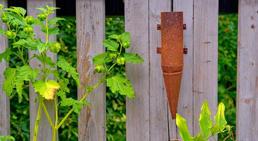 A kerítés mellett is megél, mi mégis inkább boltban vesszük kilóját 8000 forintért