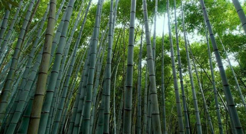 120 évente virágzik, most mégis eltűnhet – a titokzatos henon bambusz drámája