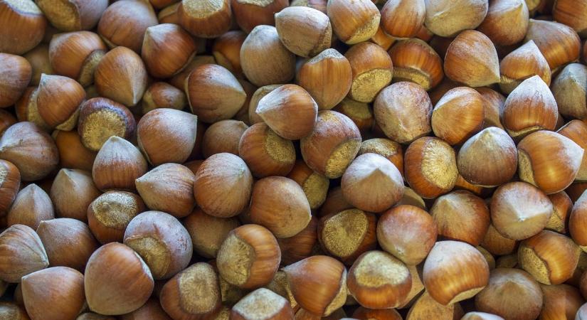 Mitől penészedik és hullik le a mogyoró termése még zölden?