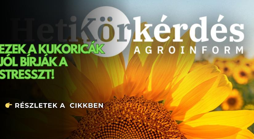 Mely kukoricákat jellemzi kiemelkedő stressztolerancia? – Heti Körkérdés