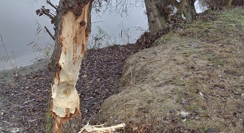 Megint lecsapott a „tolnai favágó”