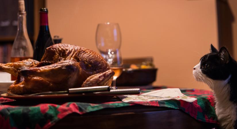 Ettől a 6 méreganyagtól fokozottan védd a macskát az ünnepi időszakban