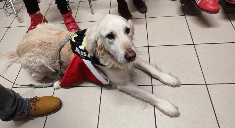 Kerekesszékkel jött a Kutyamikulás a Bajcsy kórházba - mutatjuk Buborék legjobb pillanatait!