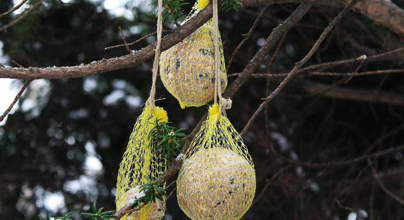 Veszélyes lehet a cinkegolyó? Amit kevesen tudnak