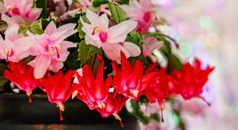 Így lehet csodaszép a növényünk: a karácsonyi kaktusz gondozása könnyebb, mint hinnénk