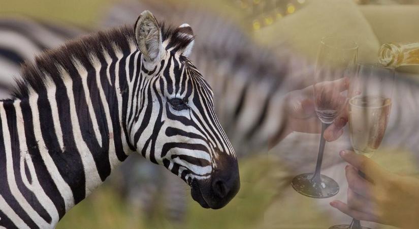 Zebracsíkozás – Így segíthet az Afrikában őshonos állat a macskajaj elkerülésében