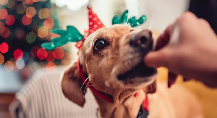 7 étel, amit semmiképp ne adj a kutyának a karácsonyi asztalról