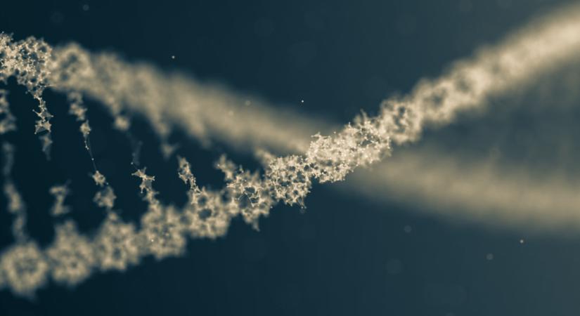 75 év felett is fiatal maradhat az immunrendszer: amerikai kutatók elképesztő felfedezést tettek a máj átprogramozásával