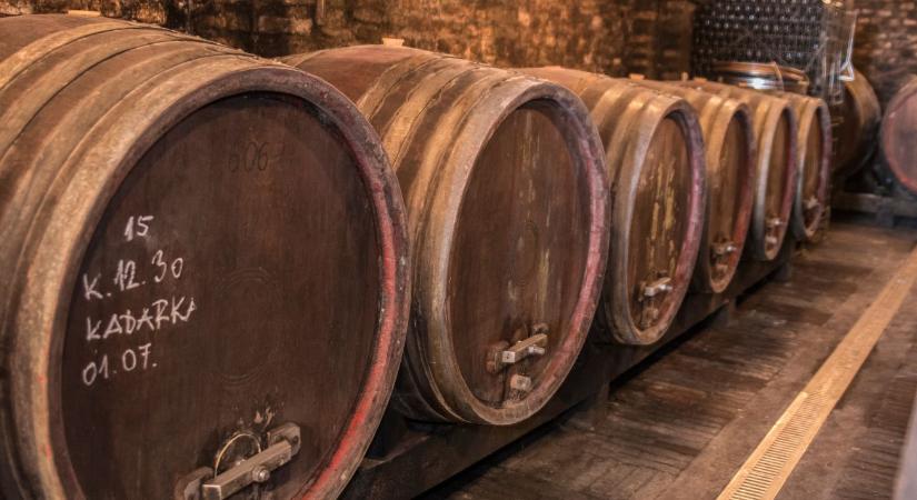 Sikeres szüret után bizonytalan jövő – a szőlő aranyszínű sárgasága hosszú távon okozhat gondot