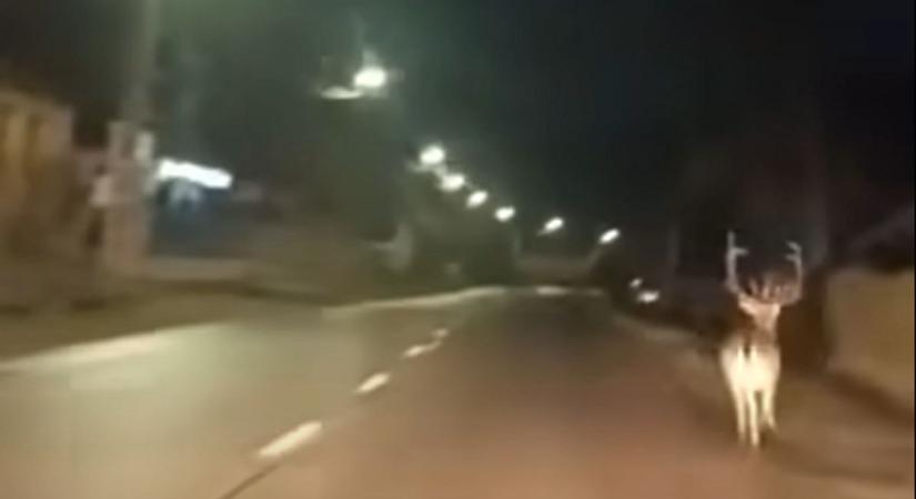 Elképesztő videó! Métereken át futott az autó előtt a szarvas a falu kellős közepén