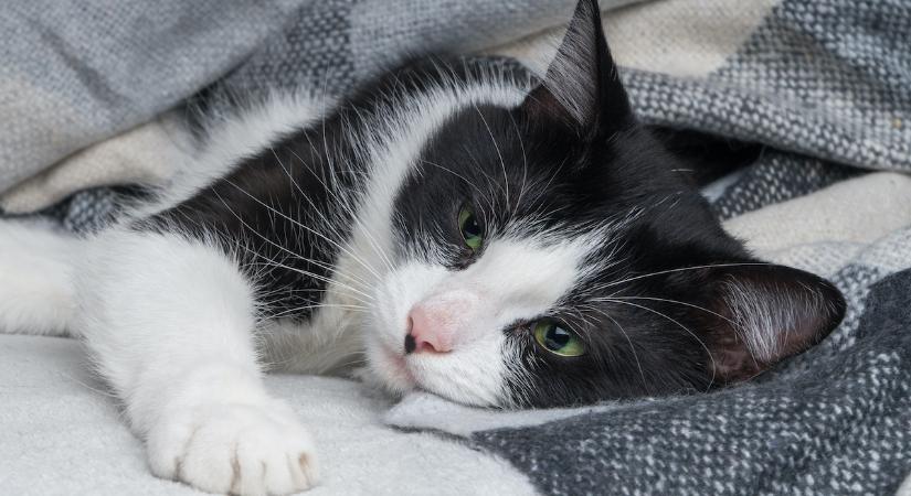 Ha így hány a macska, azonnal orvoshoz kell vinni!