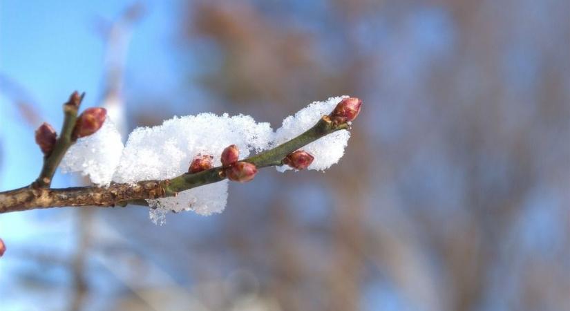 Rügyező fák decemberben? Szakértő oszlatta el a tévhitetek