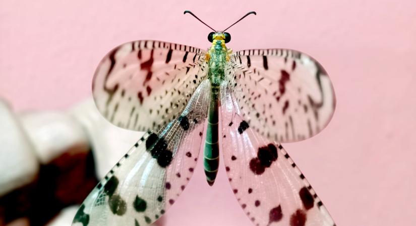 Meglepő győztes, íme Magyarország Év Rovara 2026-ban: 50 ezer forintot ér, jobb, ha elkerülöd!