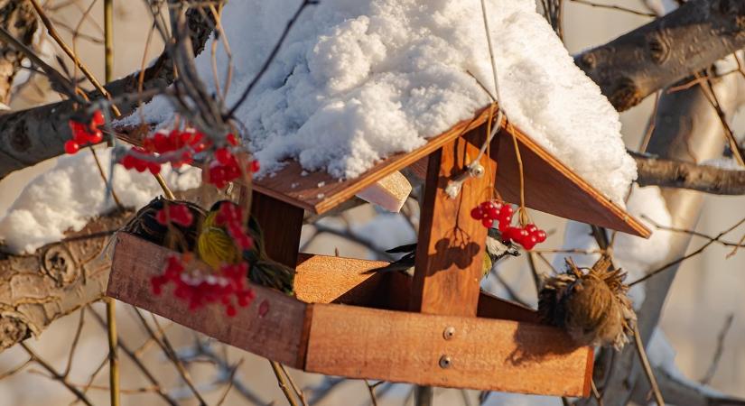 Miért nem járnak a madarak az etetődre? 7 titkos ok