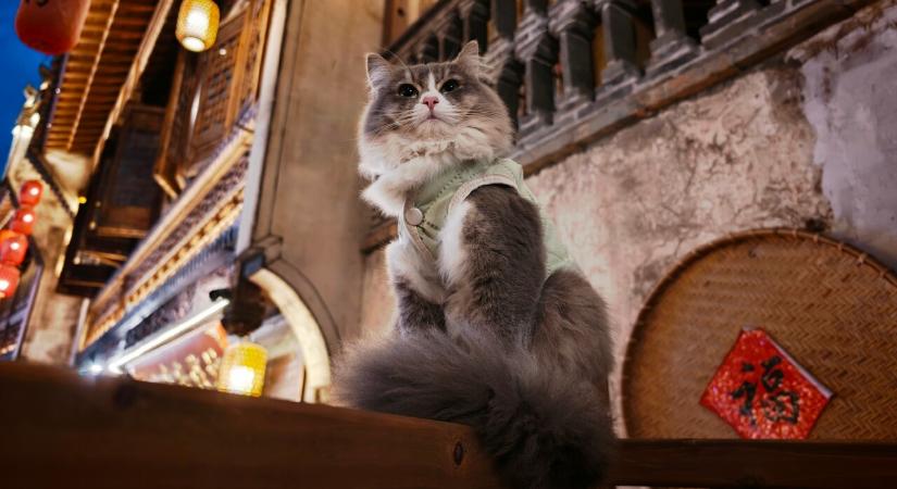 Minden idők legjobb cicafotóival készül a Xiaomi 17 Ultra