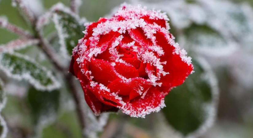 Dísznövények fagyvédelme – 3 anyag, amit a profik használnak