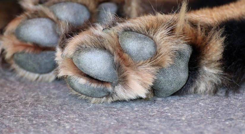 Szívszorító videó: így reagál a beteg kutya, amikor gazdája meglátogatja a kórházban