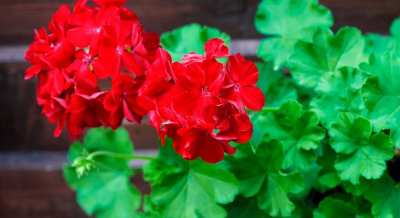 Ha így locsolod a muskátlit télen, tavasszal kétszer annyi virágot hoz majd: a tiéd lesz a leggyönyörűbb növény a környéken