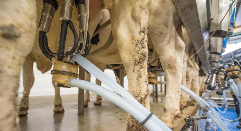 Árcsökkenés a tejtermékek piacán