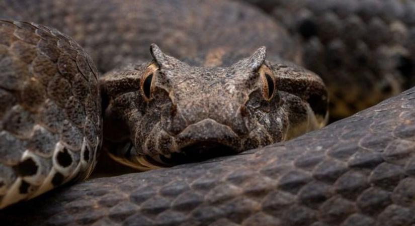 Mérges kígyók Zalában? Márciusban ez tartotta lázban az olvasóinkat!