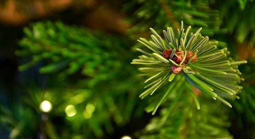 Így maradhat a karácsonyfád szép zöld akár február közepéig – a legtöbben ezt rontják el