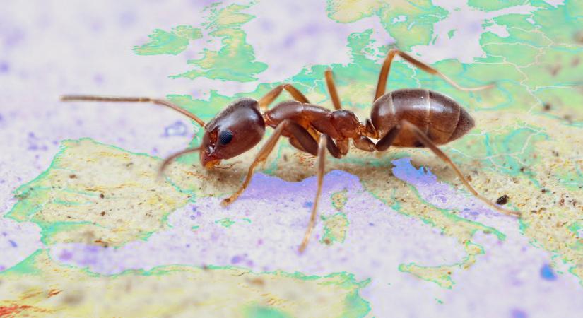 A hangyáknál a mennyiség tényleg átcsap minőségbe