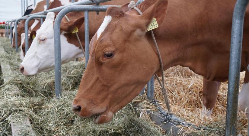 Szarvasmarha takarmányozása télen – rost–energia egyensúly