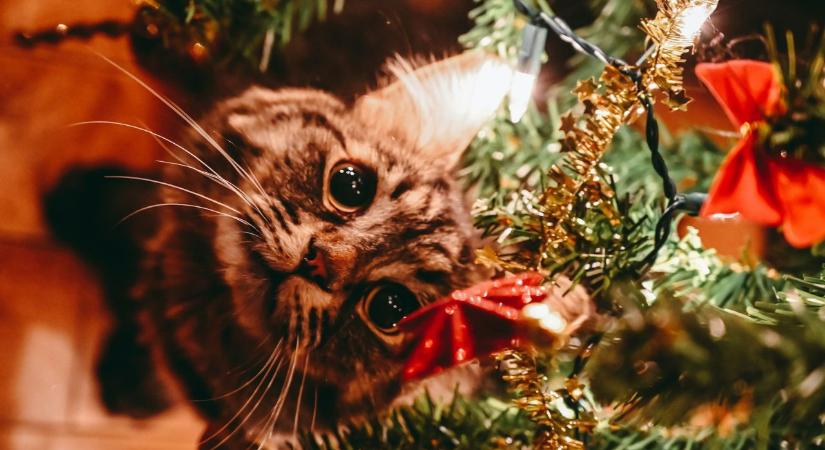 Figyelem! Íme, a karácsonyi növények, amelyek veszélyt jelenthetnek a kutyákra és macskákra