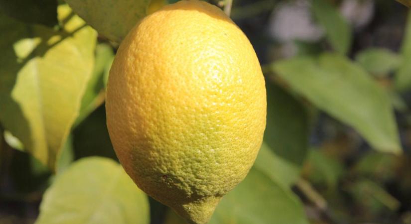 Hullik a citromfa levele? 5 ok, amit azonnal nézzen meg!