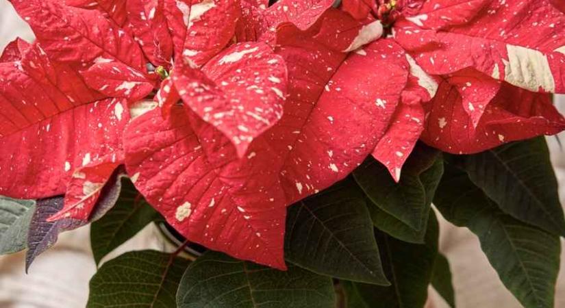 Virágzó mikulásvirág ajándékok