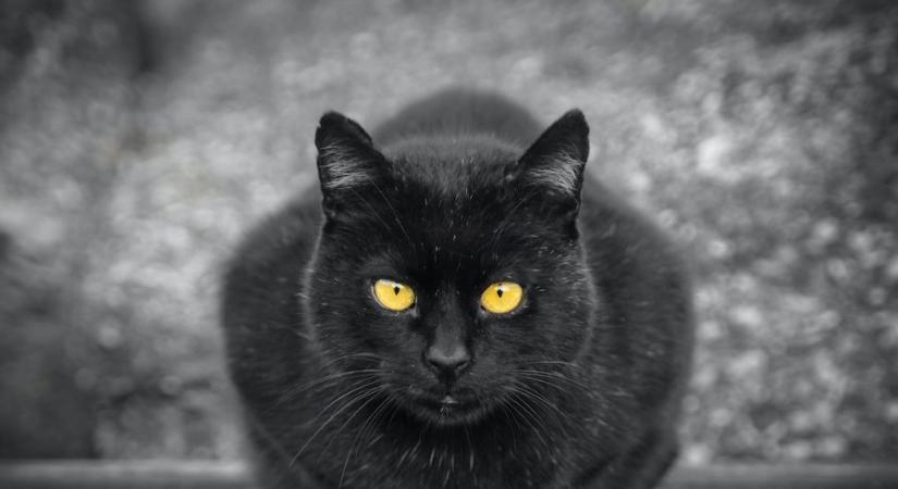 Jólakötturinn, az izlandi szellemmacska