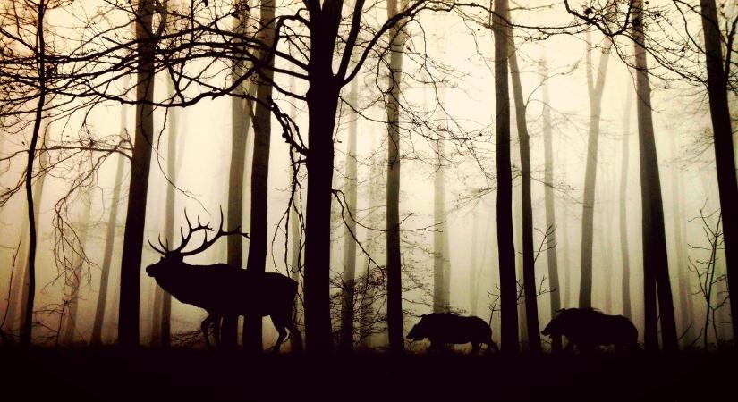 Vadászat és szja: mire kell figyelni adózási szempontból?