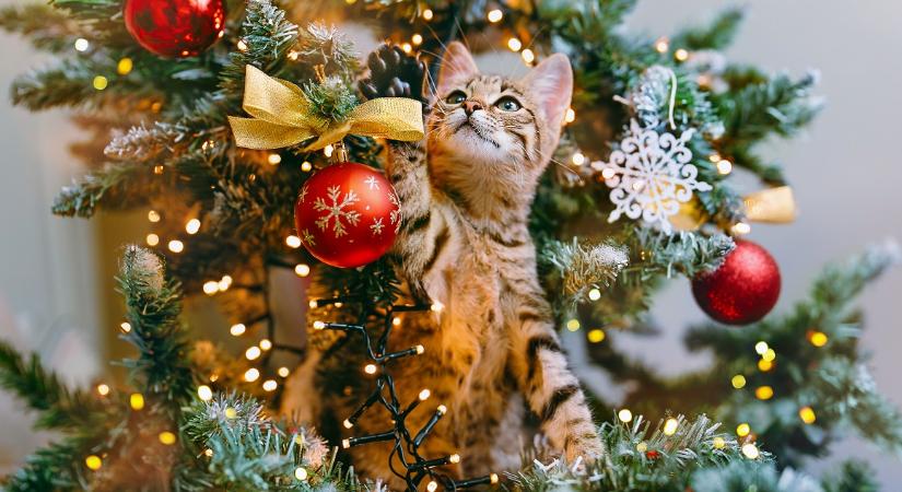 Itt a magyarázat, miért borítják le a macskák a karácsonyfát