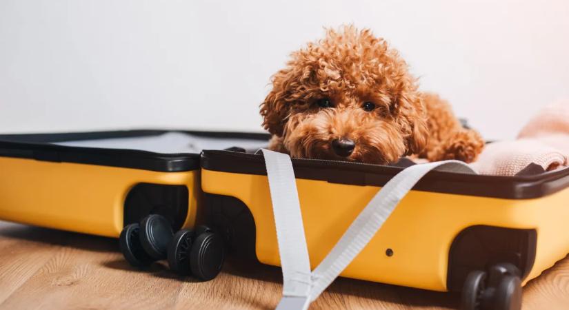 Kutyák, macskák mint feladott poggyászok? Erre figyelj, ha kis kedvenced is veled repül