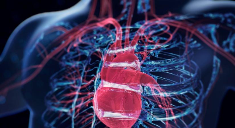 A koleszterinnél is jobban jelezheti a szívbetegség kockázatát ez a fehérje