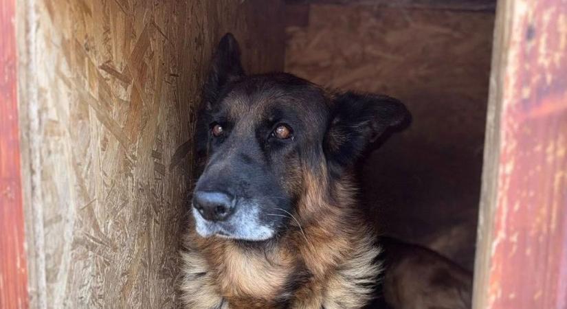 Hihetetlen kalandba keveredett egy szekszárdi németjuhász