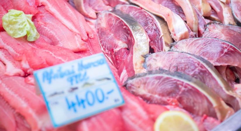 Karácsonyi csúcsüzem: rekordkereslet, tavalyi árak – egy hónap tartja életben a teljes magyar halgazdaságot