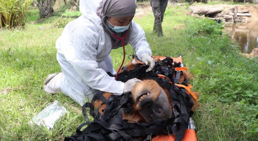 Akkora vihar csapott le Szumátrára, hogy végleg kipusztulhat az egyik legnagyobb veszélyben lévő orangután-faj