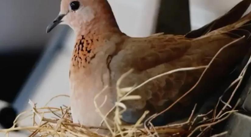 Egy galambnak adta a milliárdos az autóját